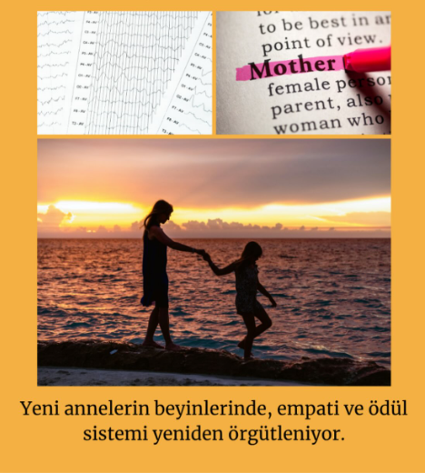 🧠 Anneliğin Beyindeki İzleri: Bilim Ne Diyor?